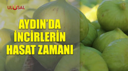 Aydın'da incirlerin hasat zamanı